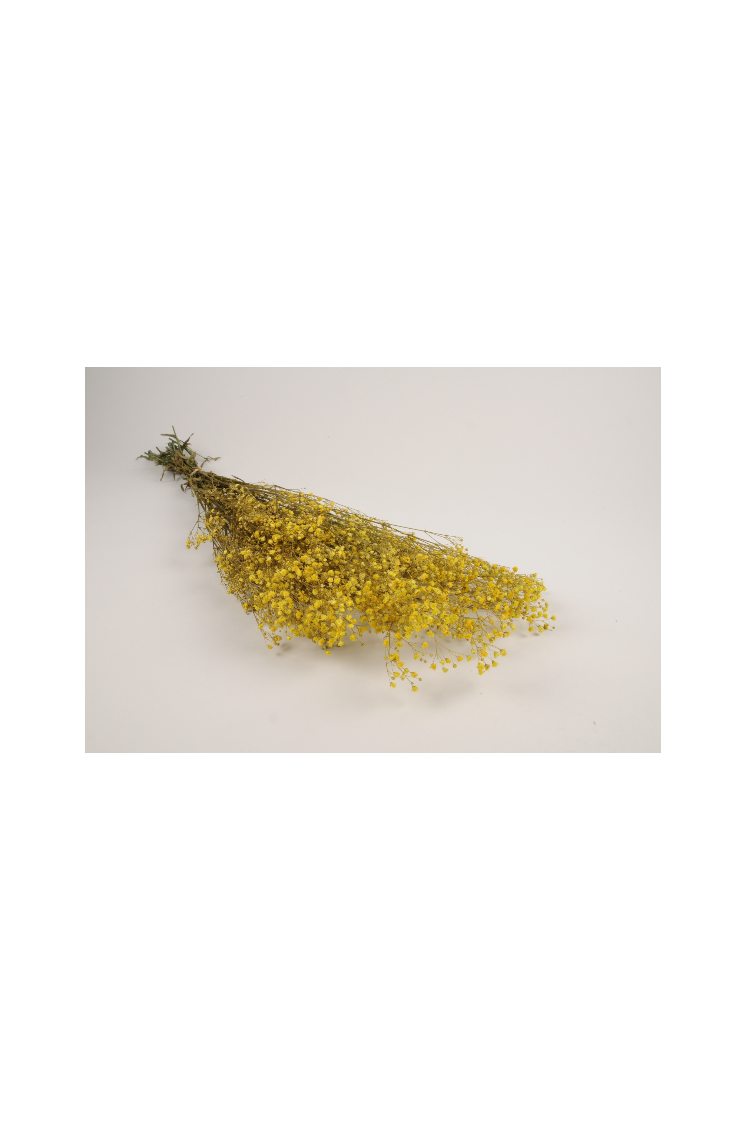 Fleurs gypsophile paniculé préservé jaune H70 cm