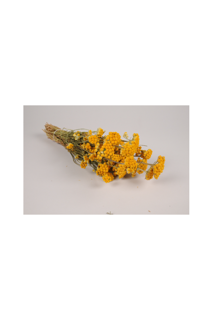 Fleurs Botte de lonas séché naturel jaune hauteur 42cm
