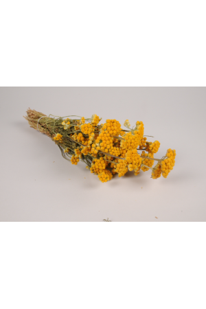 Fleurs Botte de lonas séché naturel jaune hauteur 42cm