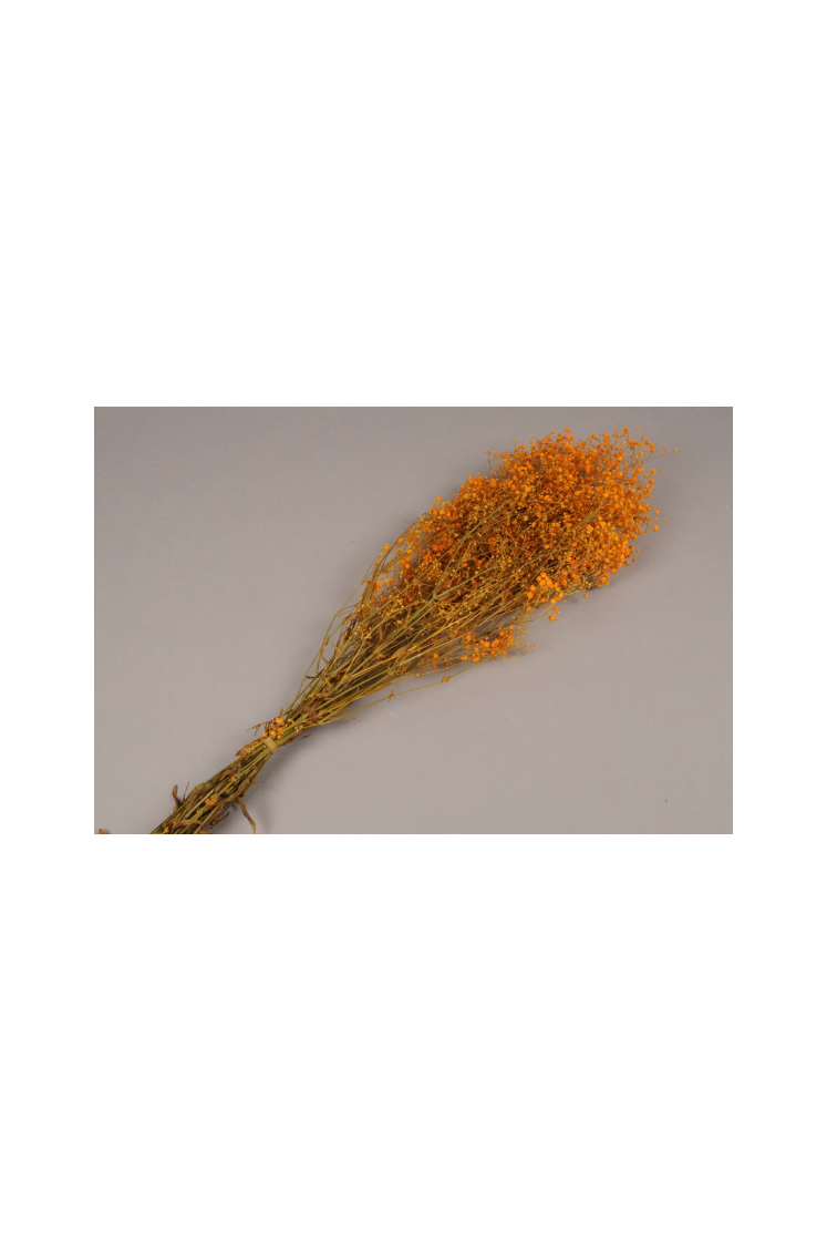 Fleurs gypsophile paniculé préservé orange H70 cm