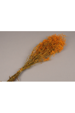 Fleurs gypsophile paniculé préservé orange H70 cm