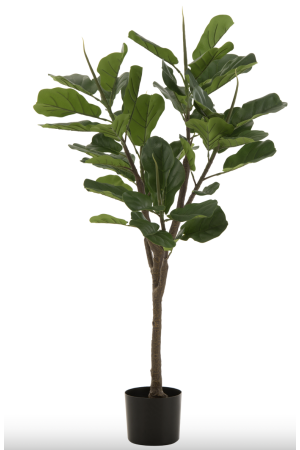 Ficus plante en plastique vert
