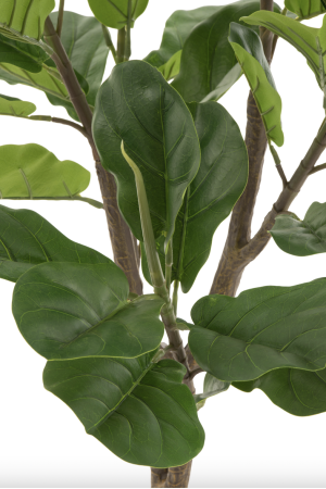 Ficus plante en plastique vert