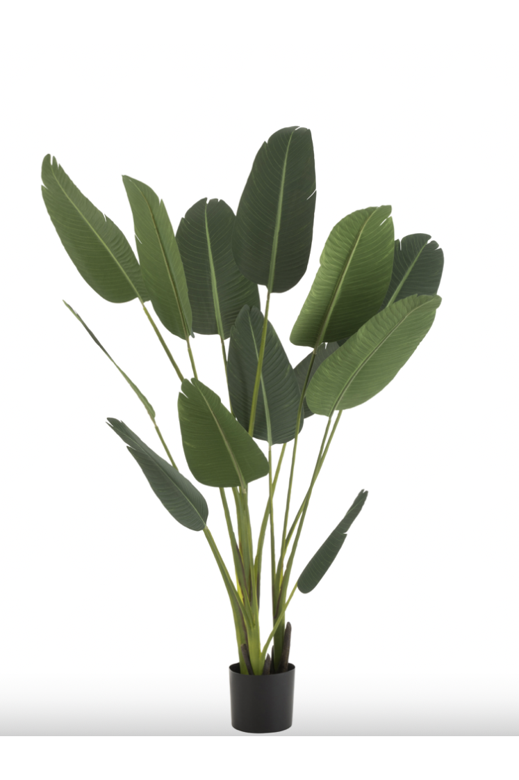 Strelitzia plante en plastique vert medium