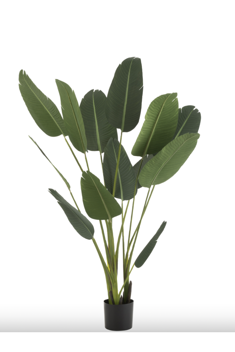 Strelitzia plante en...