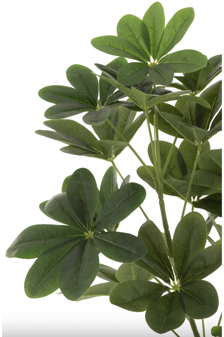 Pachira plante en pot plastique vert large