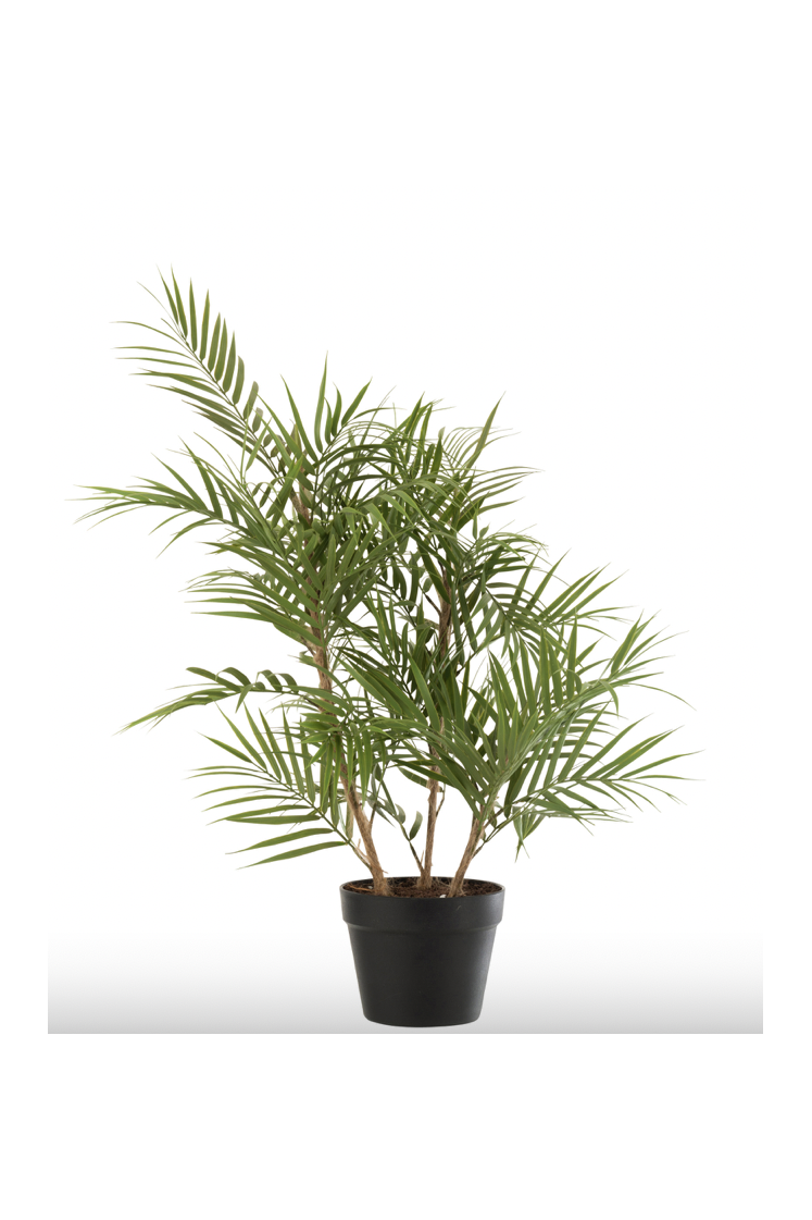 Palmier plante en pot plastique vert/noir small