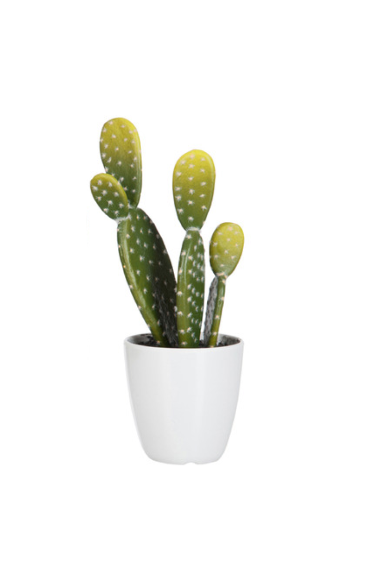 Cactus 3 plantes en plastic