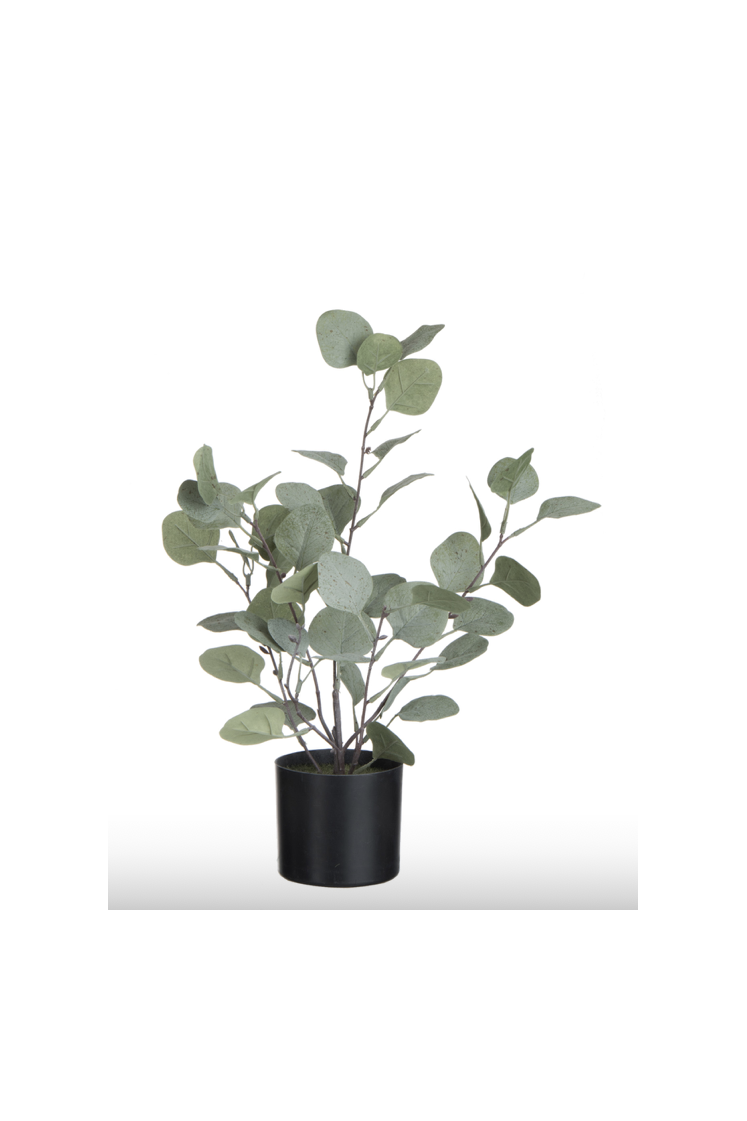 Plante Eucalyptus en plastique