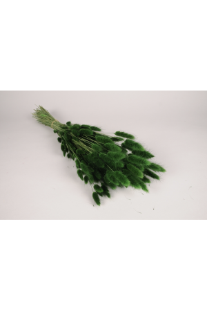 Fleurs lagurus séché vert mousse H67cm