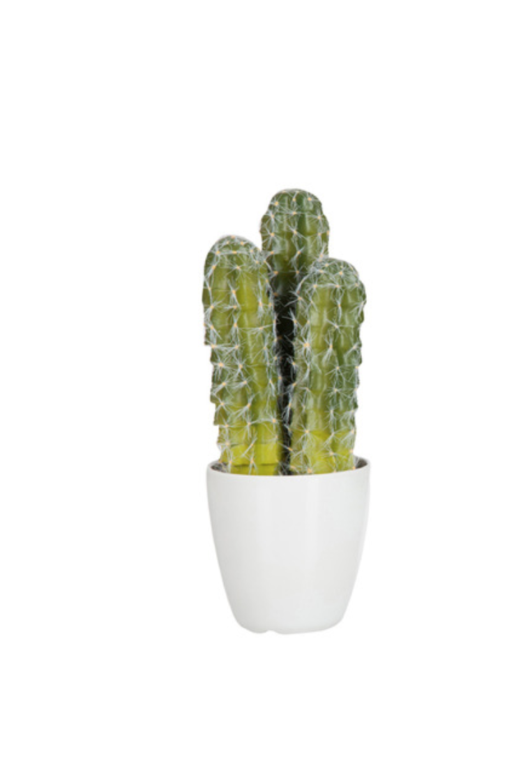 Cactus 1 plante en plastic