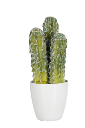 Cactus 1 plante en plastic