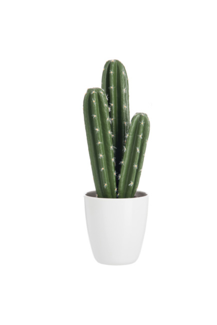 Cactus 2 plante en plastic